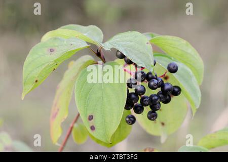 Dogwood rosso sangue (Cornus sanguinea), Fruits, North Rhine-Westphalia, Germania Foto Stock