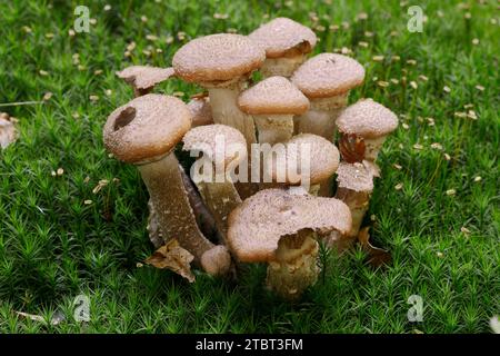 Allimash comune (Armillaria ostoyae), Renania settentrionale-Vestfalia, Germania Foto Stock