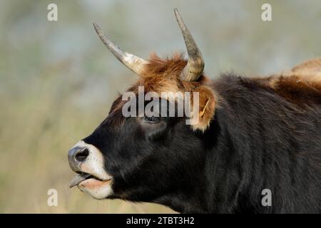 Heck Cattle (Bos primigenius F. taurus), Renania settentrionale-Vestfalia, Germania Foto Stock