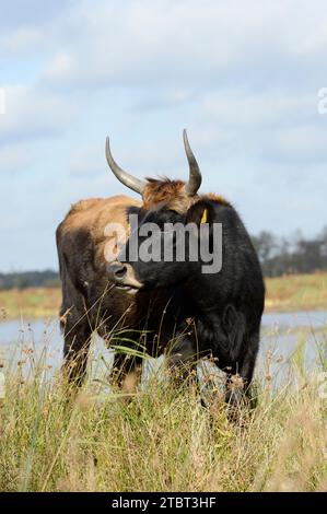 Heck Cattle (Bos primigenius F. taurus), mucca, Renania settentrionale-Vestfalia, Germania Foto Stock