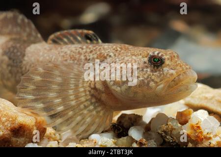 Cottus poecilopus Alpine bullhead Foto Stock