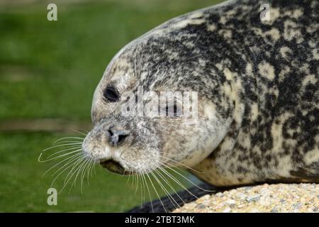 Foca (Phoca vitulina), ritratto, Schleswig-Holstein, Germania Foto Stock