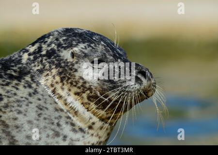 Foca (Phoca vitulina), ritratto, Schleswig-Holstein, Germania Foto Stock