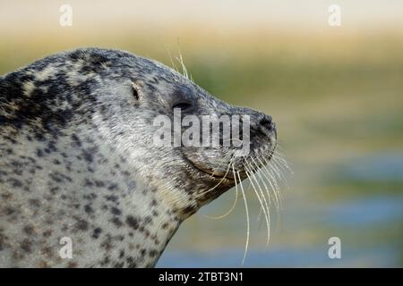 Foca (Phoca vitulina), ritratto, Schleswig-Holstein, Germania Foto Stock