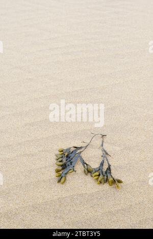 Alghe a spirale (Fucus spiralis) sulla spiaggia, Olanda meridionale, Paesi Bassi Foto Stock