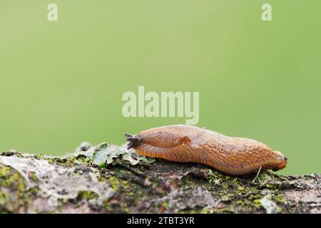 Lumaca spagnola (Arion lusitanicus, Arion vulgaris), Renania settentrionale-Vestfalia, Germania Foto Stock