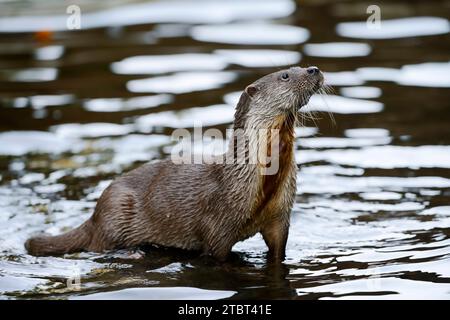 Lontra eurasiatica (Lutra lutra), Germania Foto Stock