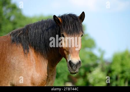 Sangue rosso renano-tedesco (Equus ferus caballus), Ritratto, Renania settentrionale-Vestfalia, Germania Foto Stock