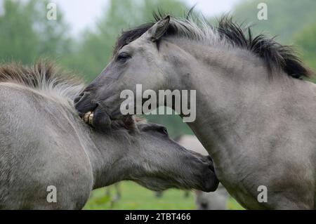 Cavalli Heck (Equus ferus ferus caballus, Equus przewalskii ferus caballus) su un prato, Germania Foto Stock