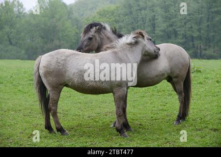 Cavalli Heck (Equus ferus ferus caballus, Equus przewalskii ferus caballus) su un prato, Germania Foto Stock