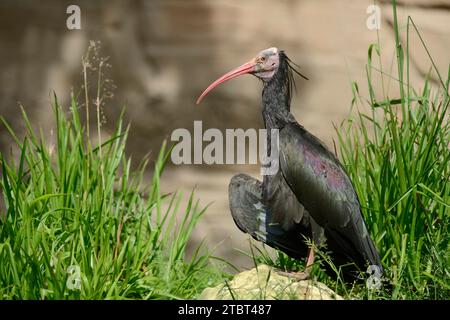 Northern Bald Ibis (Geronticus eremita), Austria Foto Stock