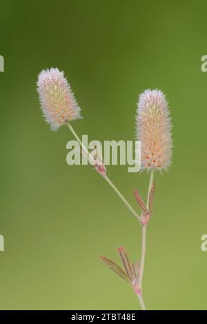 Trifoglio di lepre o trifoglio da campo (Trifolium arvense), Renania settentrionale-Vestfalia, Germania Foto Stock