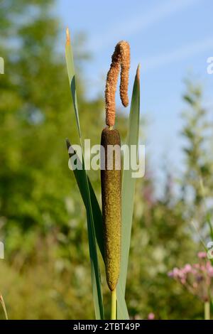 Bulrush a foglie larghe (Typha latifolia), Renania settentrionale-Vestfalia, Germania Foto Stock