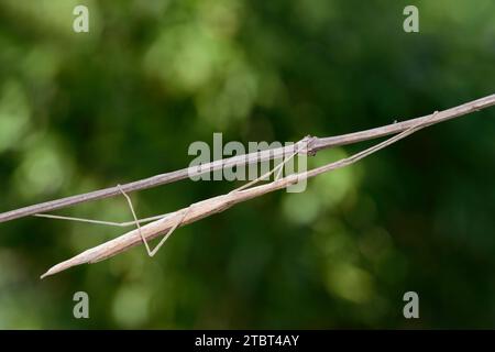 Insetto con bastone alato rosa (Sipyloidea sipylus) Foto Stock