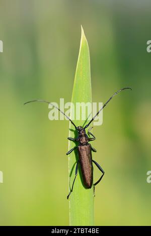 Muschio buck (Aromia moschata), maschio, Renania settentrionale-Vestfalia, Germania Foto Stock