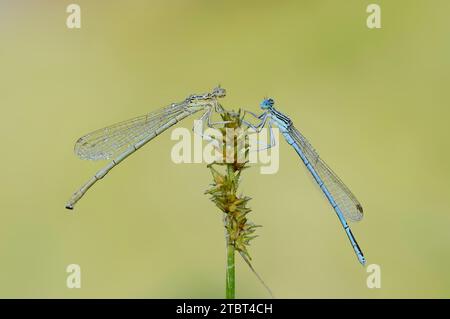 Blue damselfly (Platycnemis pennipes), femmina e maschio, Renania settentrionale-Vestfalia, Germania Foto Stock