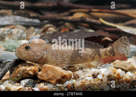 Cottus poecilopus Alpine bullhead Foto Stock