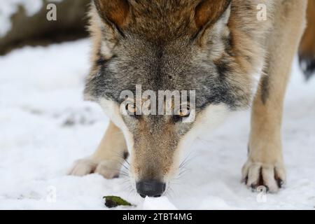 Lupo eurasiatico (Canis lupus lupus) in inverno Foto Stock