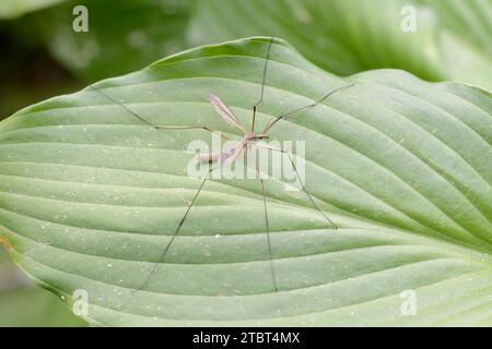 Serpente prato o serpente paludosa (Tipula paludosa), Renania settentrionale-Vestfalia, Germania Foto Stock