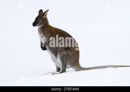 Wallaby dal collo rosso o canguro di Bennett (Notamacropus rufogriseus, Macropus rufogriseus) nella neve Foto Stock