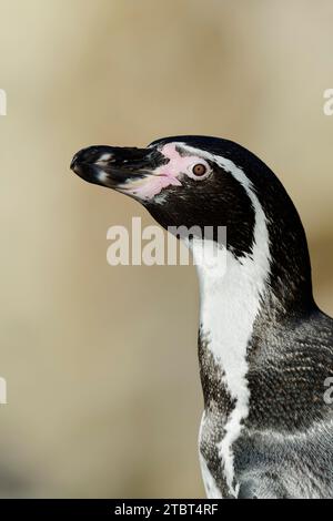 Pinguini Humboldt (Spheniscus Humboldti) Foto Stock
