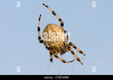 Ragno incrociato a quattro macchie (Araneus quadratus), femmina in rete, Renania settentrionale-Vestfalia, Germania Foto Stock