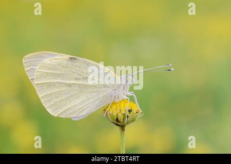 Farfalla bianca di cavolo grande (Pieris brassicae), Renania settentrionale-Vestfalia, Germania Foto Stock