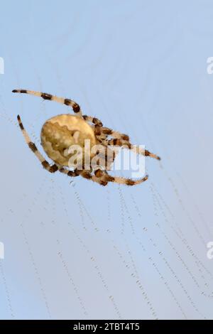 Ragno incrociato a quattro macchie (Araneus quadratus), femmina in rete, Renania settentrionale-Vestfalia, Germania Foto Stock