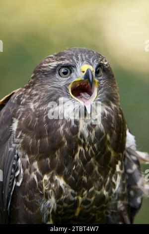 Buzzard comune (Buteo buteo), ritratto, vocazione, Renania settentrionale-Vestfalia, Germania Foto Stock