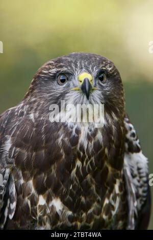 Buzzard comune (Buteo buteo), ritratto, Renania settentrionale-Vestfalia, Germania Foto Stock