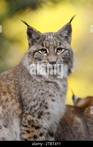 Lince eurasiatica (lince lince) in autunno Foto Stock