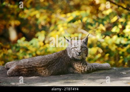 Lince eurasiatica (lince lince) in autunno Foto Stock