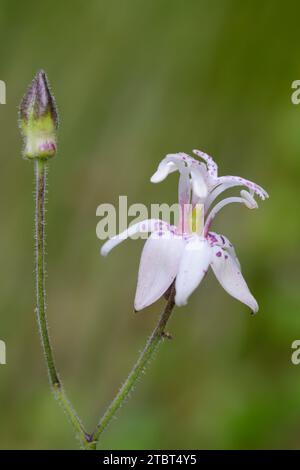 Giglio di rospo giapponese (Tricyrtis hirta), fiore, Renania settentrionale-Vestfalia, Germania Foto Stock