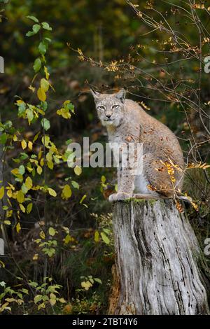 Lince eurasiatica (lince lince) in autunno Foto Stock