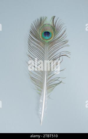 Pavone blu (Pavo Cristatus), piuma ornamentale del pavone maschile Foto Stock
