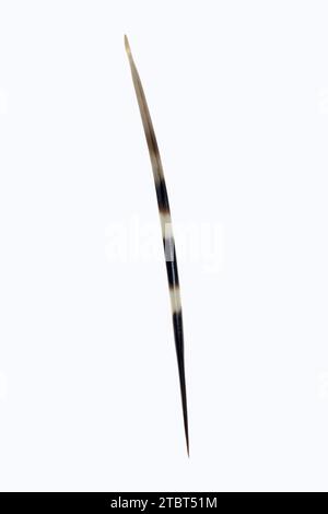 Porcospino indiano dalla coda bianca (Hystrix indica), spinoso Foto Stock