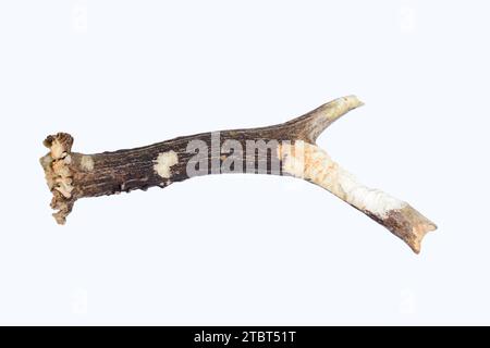 Capriolo europeo (Capreolus capreolus), palchi o corna di capriolo, asportati da topi Foto Stock