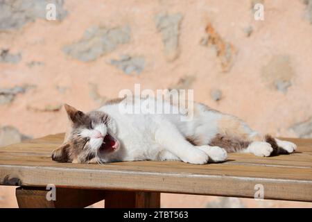 Gatto domestico (Felis catus) sbadigliare su un tavolo di legno, Maiorca, Isole Baleari, Spagna Foto Stock