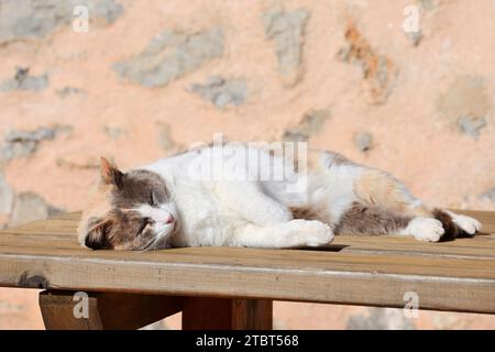 Gatto domestico (Felis catus) sdraiato su un tavolo di legno, Maiorca, Isole Baleari, Spagna Foto Stock