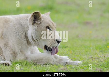 Leone bianco (Panthera leo), femmina Foto Stock