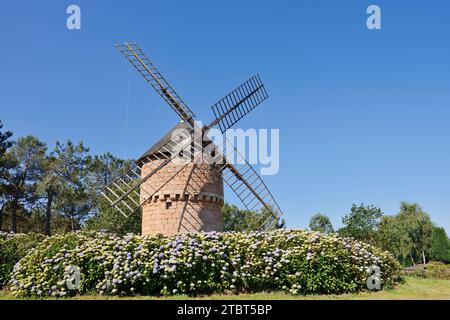 Ortensie da giardino in fiore di fronte al mulino a vento le Moulin a Vent de la Lande du CRACa'h, Perros-Guirec, Cotes-d'Armor, Bretagna, Francia Foto Stock