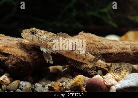 Cottus poecilopus Alpine bullhead Foto Stock