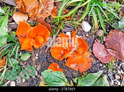 Fungo a buccia d'arancia o aleuria d'arancia, Aleuria aurantia Foto Stock