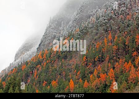 Bosco autunnale di larici lucenti e prima neve, valle del Leutasch, Tirolo Foto Stock