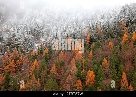 Bosco autunnale di larici lucenti e prima neve, valle del Leutasch, Tirolo Foto Stock