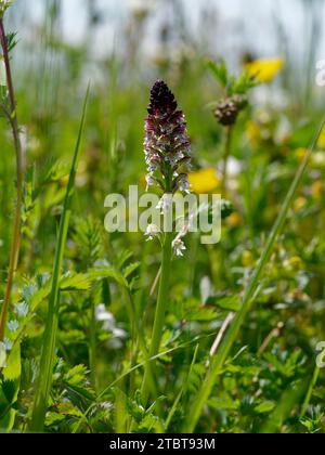 Orchidea di Burnet, Neotinea ustulata, orchidea di Burnet Foto Stock