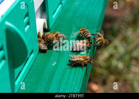 Un gruppo di api vicino alla mosca, insetti che vivono in un alveare di legno. Foto Stock