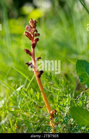 Broomrape alto o broomrape a strappi, Orobanche elatior Foto Stock