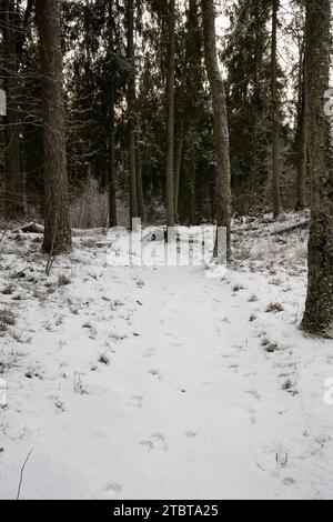 Attraversando i tranquilli sentieri innevati del Pokainu Mezs della Lettonia, un viaggio tranquillo tra i pini sussurrati e l'abbraccio dei venti. Foto Stock