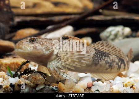 Cottus poecilopus Alpine bullhead Foto Stock